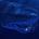 BLUE WHAILL